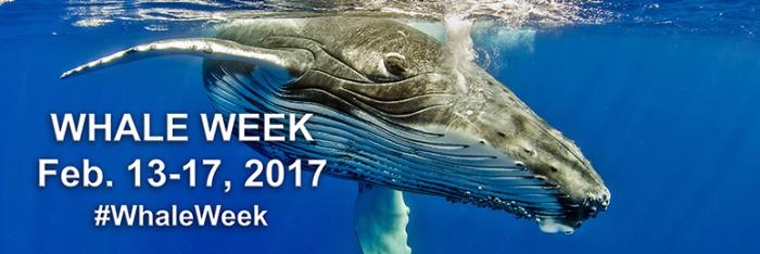 Graphic on NOAA Fisheries Whale Week, February 13-17, 2017