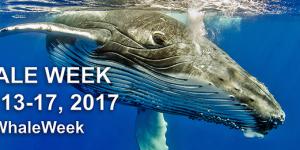 Graphic on NOAA Fisheries Whale Week, February 13-17, 2017