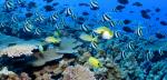 Coral reefs are some of the most diverse ecosystems in the world.